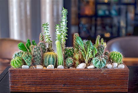 Growing and Caring for Succulents Indoors | Kellogg Garden Organics™