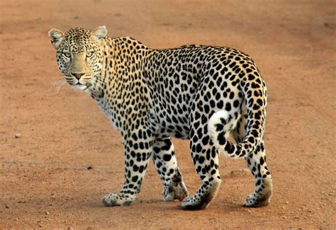 Leopard Facts For Kids - Information, Pictures & Activities