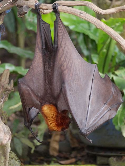 Fruit bat (Family Pteropodidae) - Alas Kedaton, Bali, Indonesia - I love the fine structure of ...