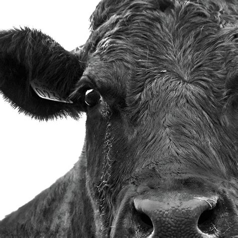 Cow Photograph by Alexandra's Photography - Pixels