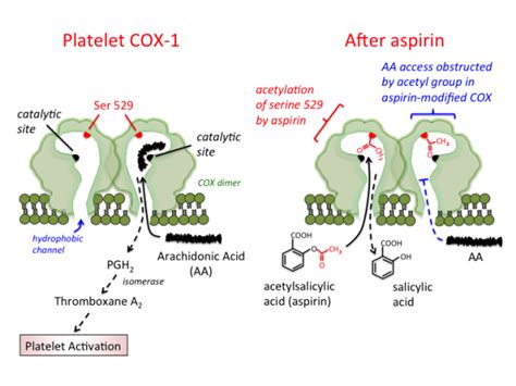 non-selective_cox_1_2_inhibitors [TUSOM | Pharmwiki]