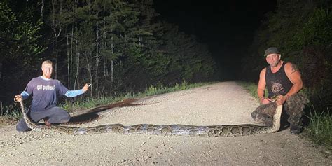 See the Massive Record-Breaking Burmese Python Caught in Florida