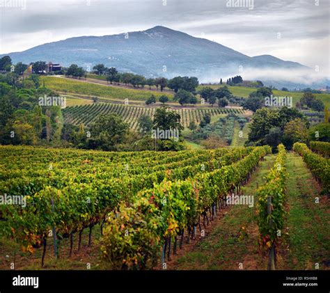 Traditional countryside and landscapes of beautiful Tuscany. Vineyards in Italy. Vineyards of ...