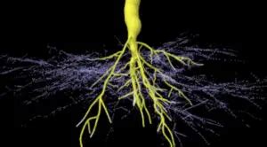 ARBUSCULAR MYCORRHIZAS STRUCTURE AND DEVELOPMENT Part-I Archives ...