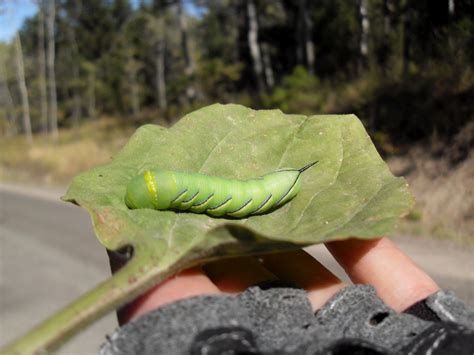 Rob's Blog › Hummingbird Moth Caterpillar