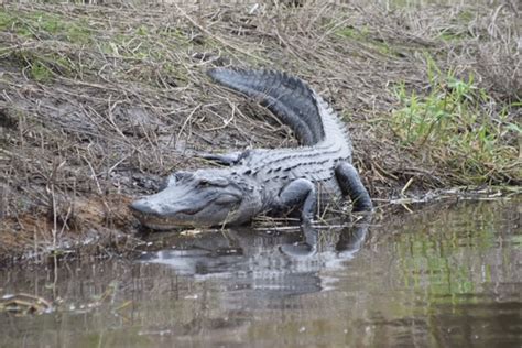 Here's What You Can Do at Myakka River State Park (and Yes, There Are Plenty of Alligators ...