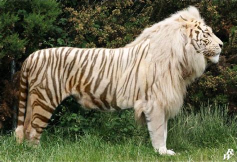 White liger by Dwarf4r on DeviantArt | Weird animals, Rare animals, Animals