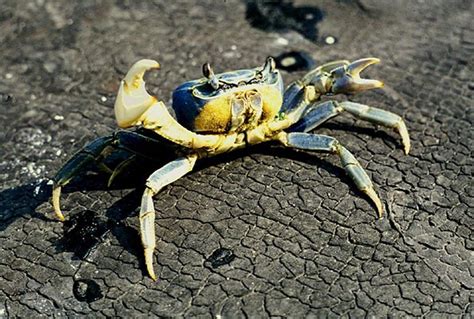 Land Crabs - what can you do? - UF/IFAS Extension Monroe County