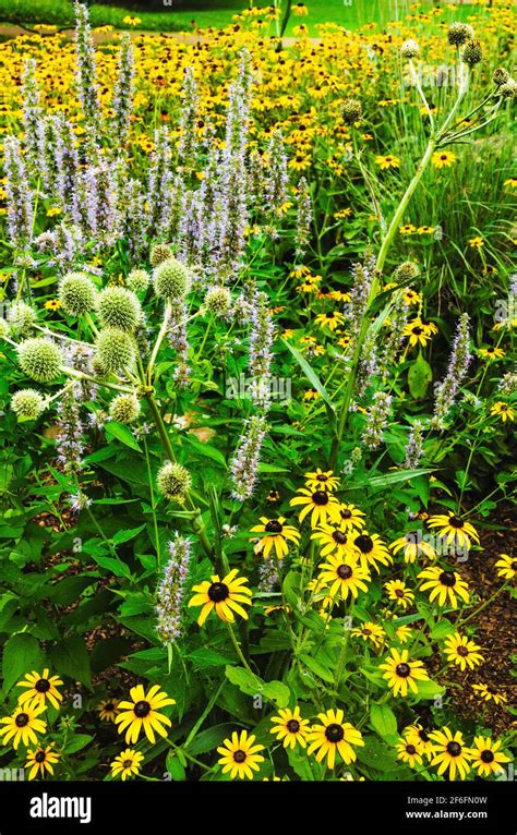 Black eyed susan garden Stock Photo - Alamy