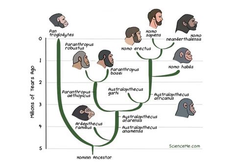 Homo Habilis Timeline