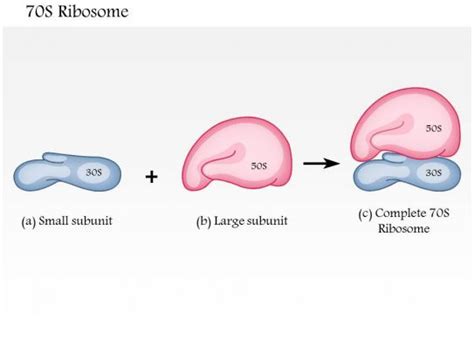 0614 70S Ribosome Medical Images For PowerPoint | PowerPoint Slide Images | PPT Design Templates ...