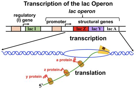 Lac Operon Diagram