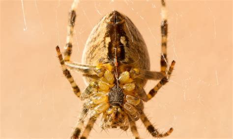 Spider bite allergies: symptoms and treatments | Smart Tips