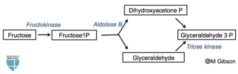 Fructose - wikidoc