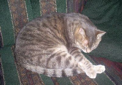 Mackerel Tabby Cat Breeds - Pets Lovers