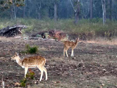 All About Kanha Kisli National Park | Tiger Reserve |A Two Day & one ...