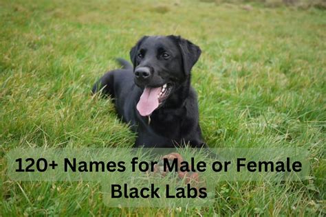 120+ Best Dog Names for Black Labradors - PetHelpful