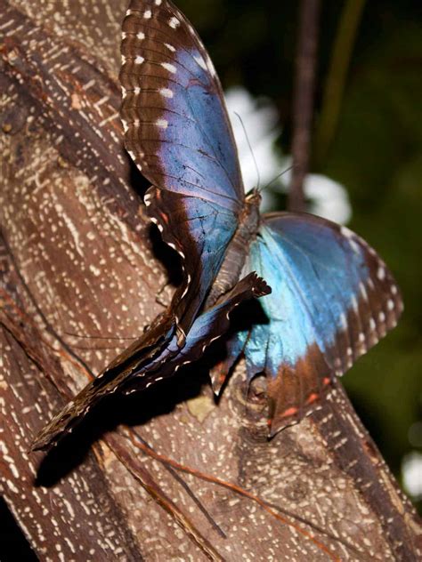 15 Blue Morpho Butterfly Facts: Iridescent Gem of Ecuador's Amazon (All 24 Species) | GringosAbroad