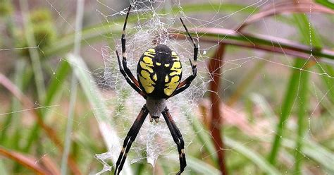 Spider Index: Corn Spider (Argiope aurantia)