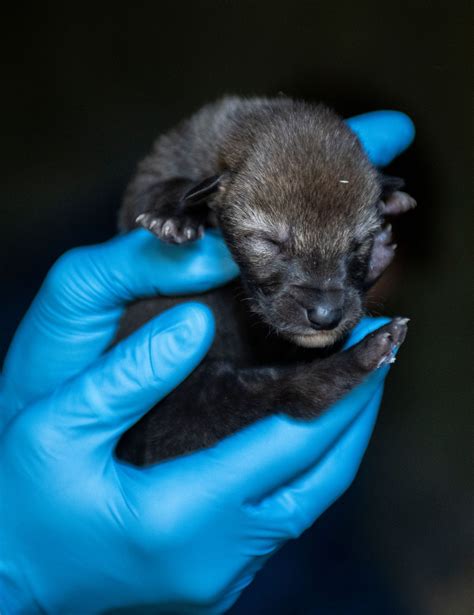 Photos: Red wolf pups get their first checkup at Point Defiance Zoo | KVAL