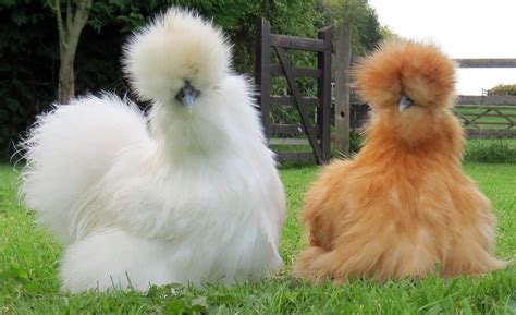 Poule d'ornement : Poule Soie - animaux vivants La Poule-soie est l’une des races de poules les ...