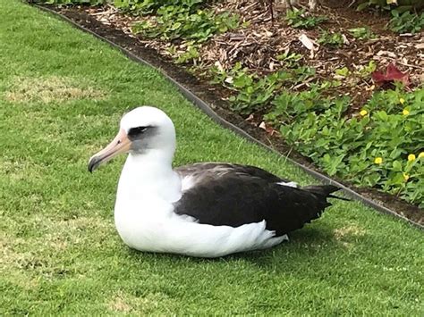 The Laysan Albatross Are Busy In Princeville, Kauai, Hawaii - Honu Point