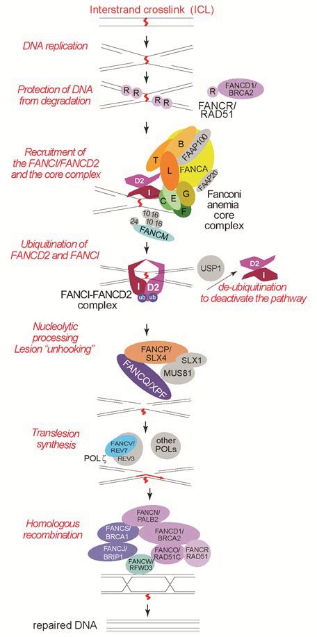 Fanconi Anemia Pathway