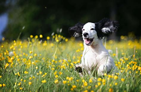 How Can You Tell If Your Dog Is Happy