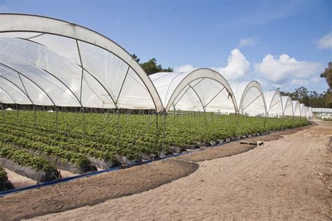 Greenhouse Production Agriculture Stock Image - Image: 14235097