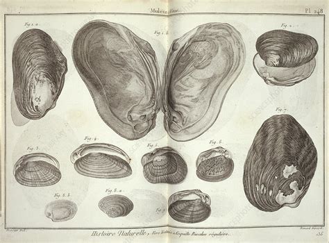 Bivalve molluscs, artwork - Stock Image - C010/8021 - Science Photo Library