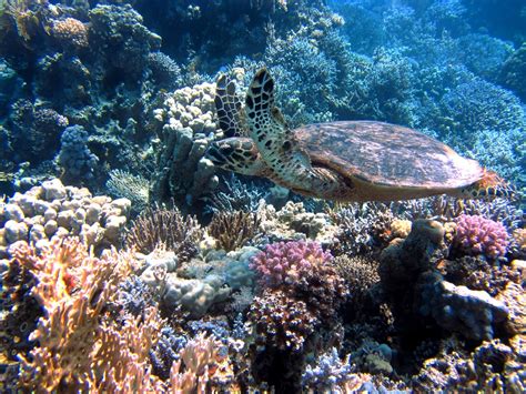 Arrecifes de coral, uno de los ecosistemas más amenazados - RED PRENSA VERDE