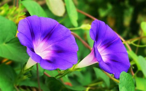 Pin on Flowers / Gardening