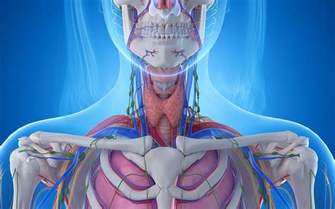 Anatomy of the Throat and Neck | Dr. Larian