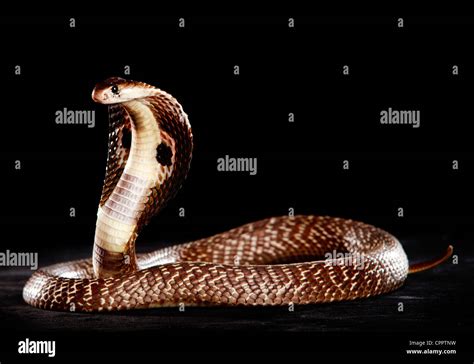 Snake hood hi-res stock photography and images - Alamy