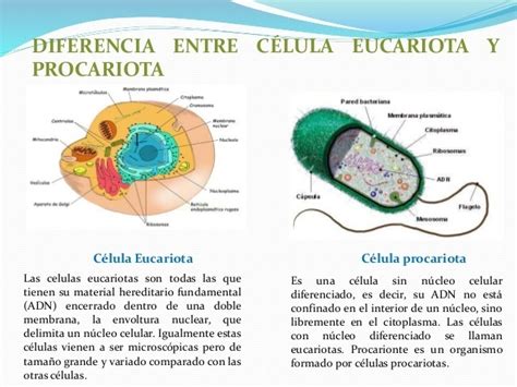 En una evaluacion, los estudiantes de grado sexto debian dibujar la celula procariota. Observa ...