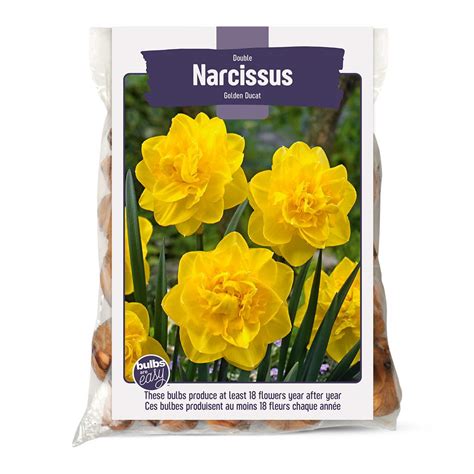 Bulbs Are Easy, Golden Ducat Narcissi Bulbs, Assorted Varieties, Home ...