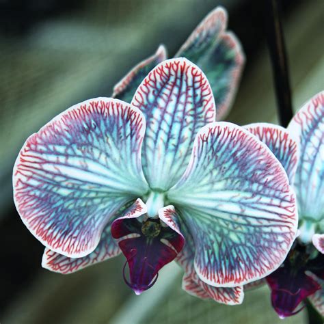 1000+ images about Flowers on Pinterest | Exotic flowers, Black orchid ...