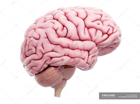 Illustration of human brain on white background. — lateral, digital ...