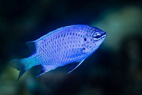 Damselfish Care Guide - Types, Breeding & More » Petsoid