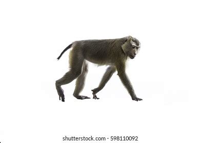 14,795 Monkey Walking Images, Stock Photos & Vectors | Shutterstock