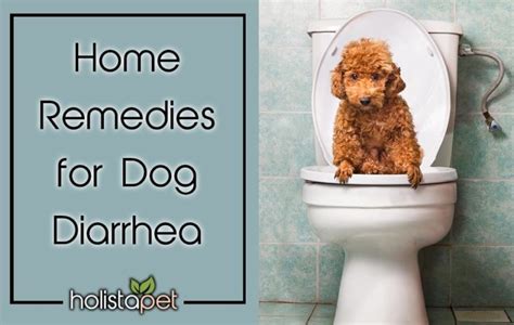 The Best Home Remedies for Treating Dog Diarrhea