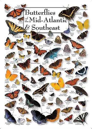 「Butterfly identification」のベストアイデア 25 選｜Pinterest のおすすめ