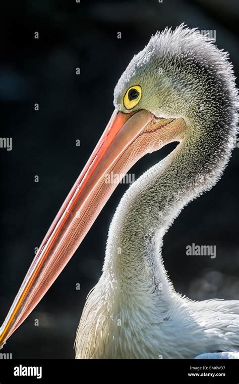 Portrait of Australian Pelican. Pelican has long beak with a bright Stock Photo, Royalty Free ...