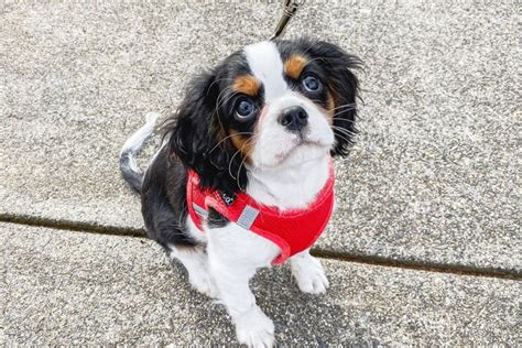 Teacup Cavalier King Charles Spaniel: The Ultimate Guide