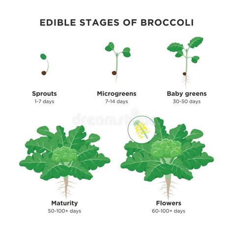 Crop Stages of Brussels Sprout Cabbage. Growing Brussels Sprout ...