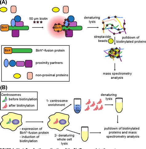 Figure 1 from Probing mammalian centrosome structure using BioID proximity-dependent ...