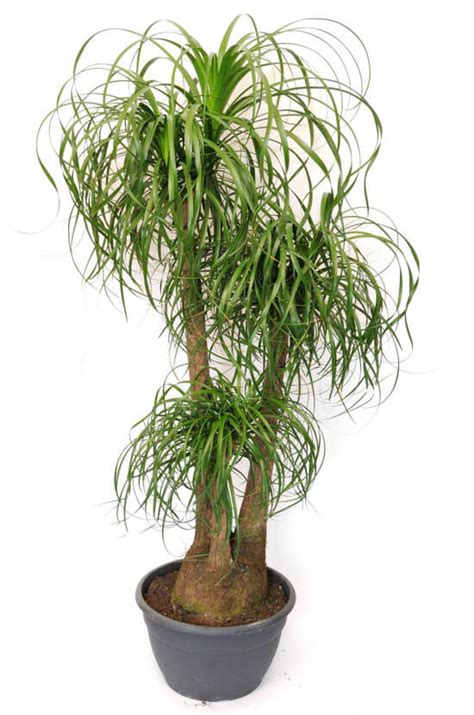 Ponytail Palm Care - How To Grow A Beaucarnea Recurvata Plant