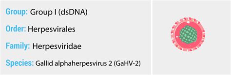 Marek's Disease Virus - Quip Labs