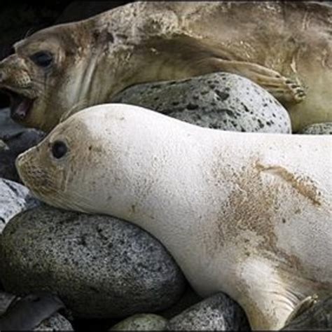 Leucistic Animals | HubPages