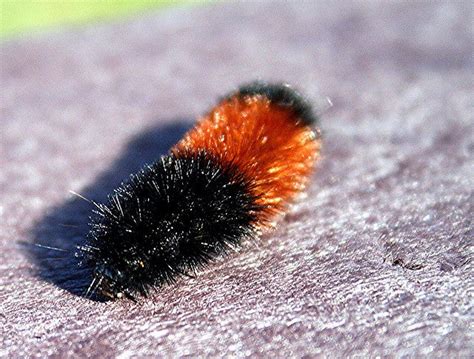 woolyworm-102012.jpg